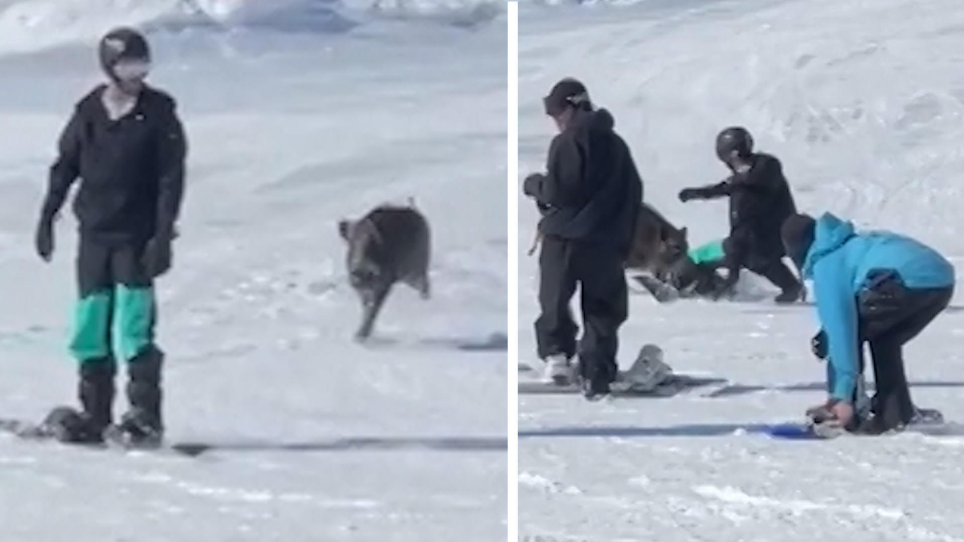 Wilder Eber attackiert Touristen auf der Piste Ihn haut's vom Snowboard!