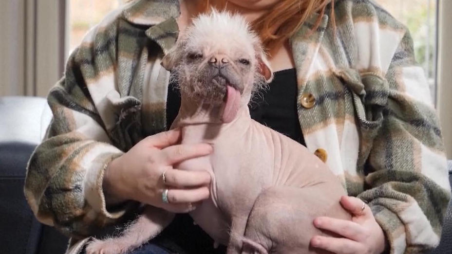Peggy ist Englands hässlichster Hund Süß und flauschig? Fehlanzeige!