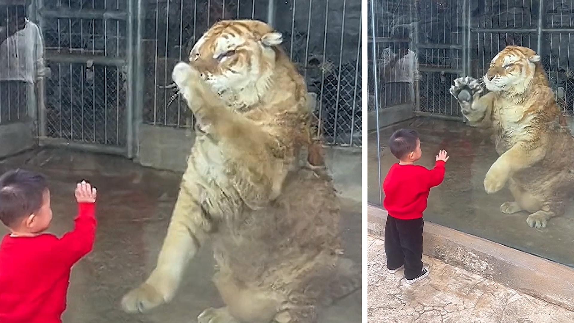 Mama, der macht mich nach! Tiger spielt mit Kleinkind im Zoo Was du kannst, kann ich auch!