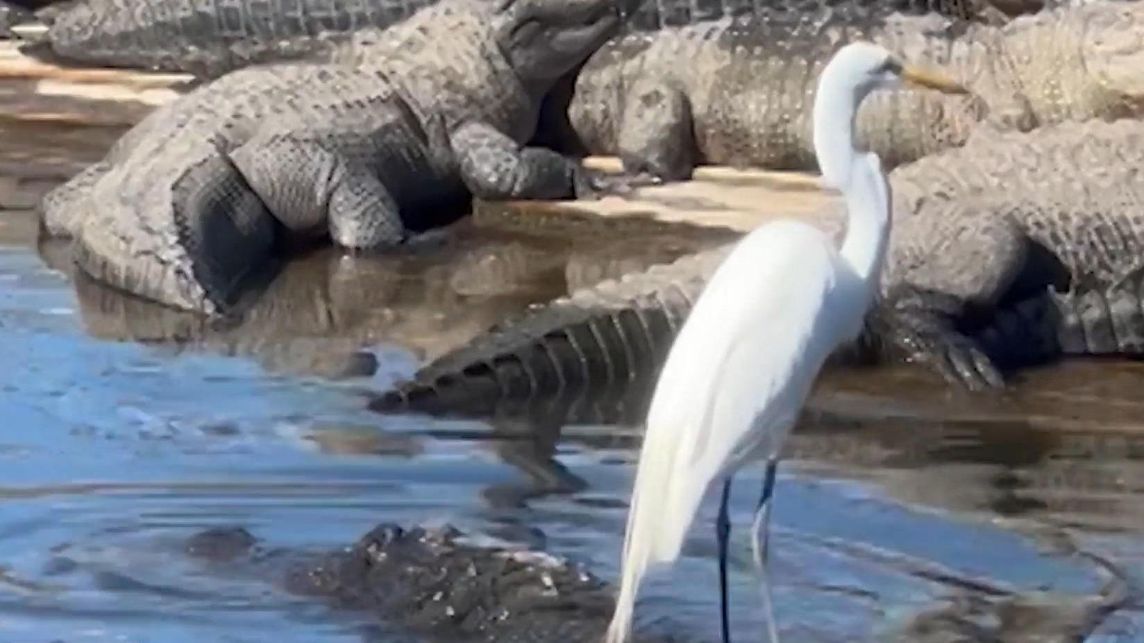 Lebensmüder Reiher surft auf Alligator - ob das gut geht? Tierisch gefährliches Surfbrett