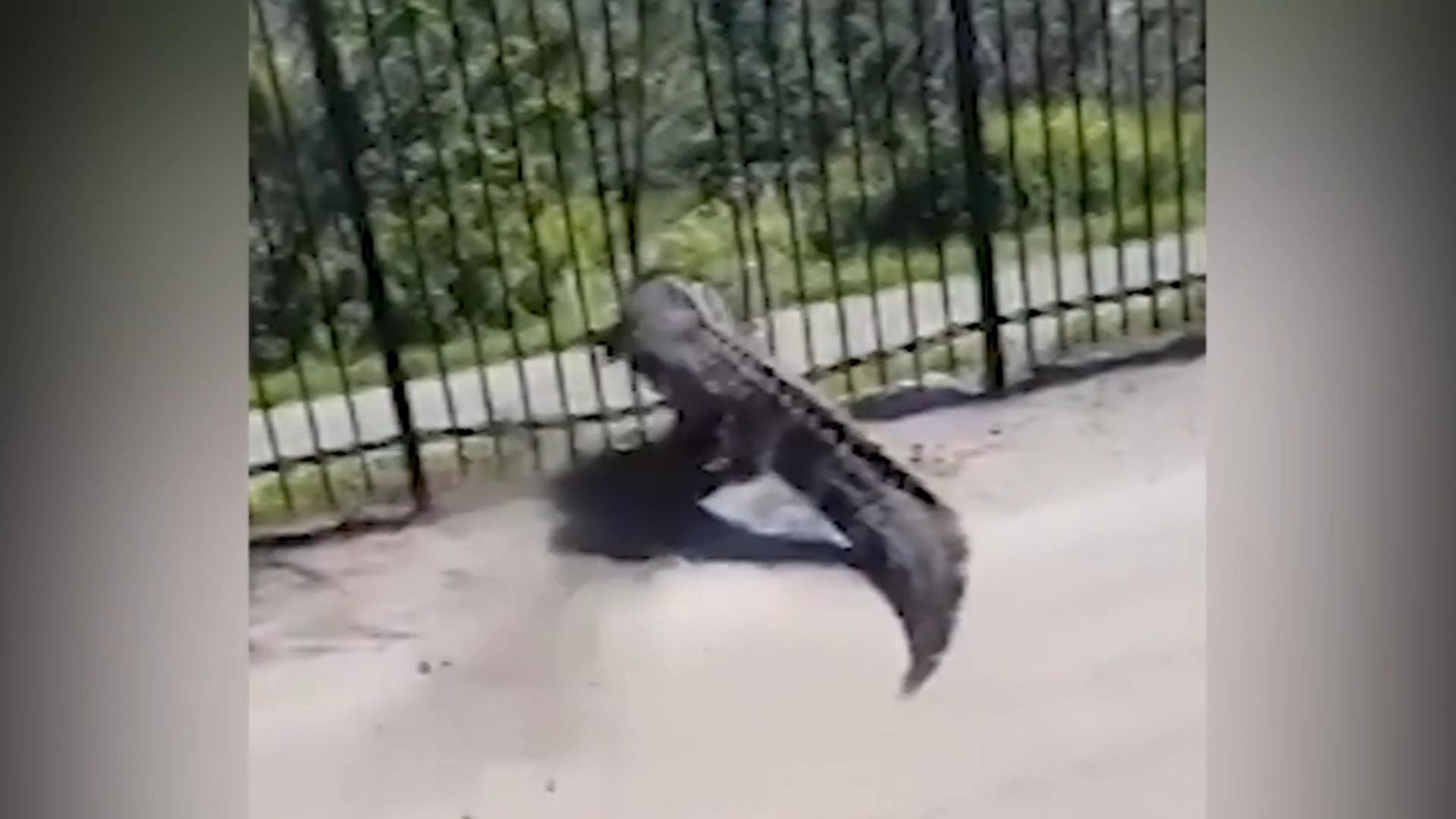 Ganz schön eng! Alligator quetscht sich durch Zaun Spektakuläre Aufnahmen