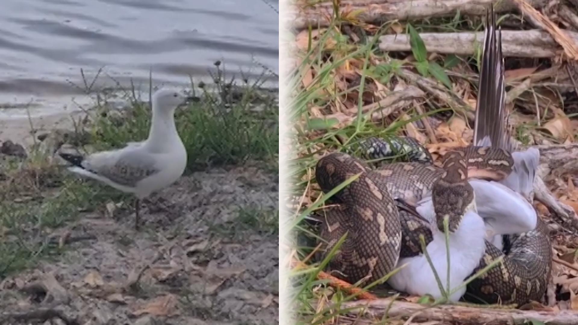 Python lauert auf Möwe im Gras - und tötet sie Zu gut getarnt!