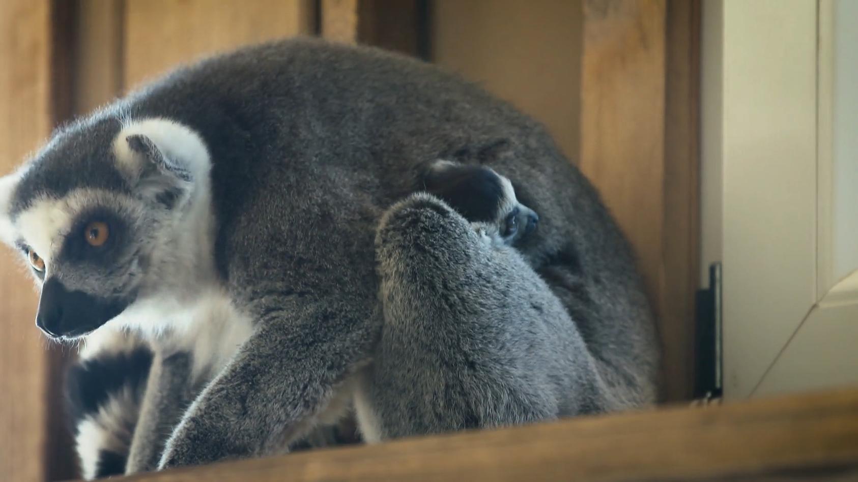 Diese zwei Katta-Babys überleben dank kleinem Wunder Vom Aussterben bedroht!