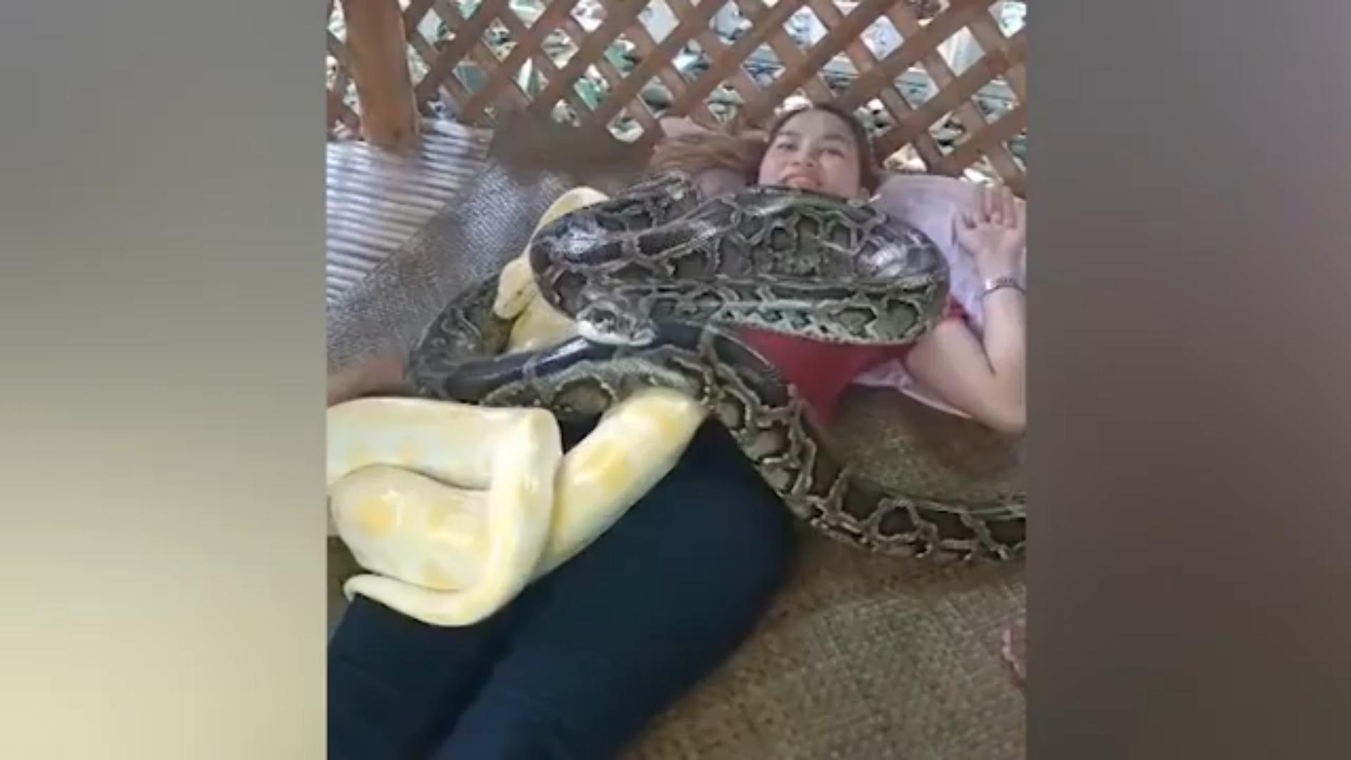 Frau lässt sich von zwei Pythons massieren Ungewöhnliche Massage