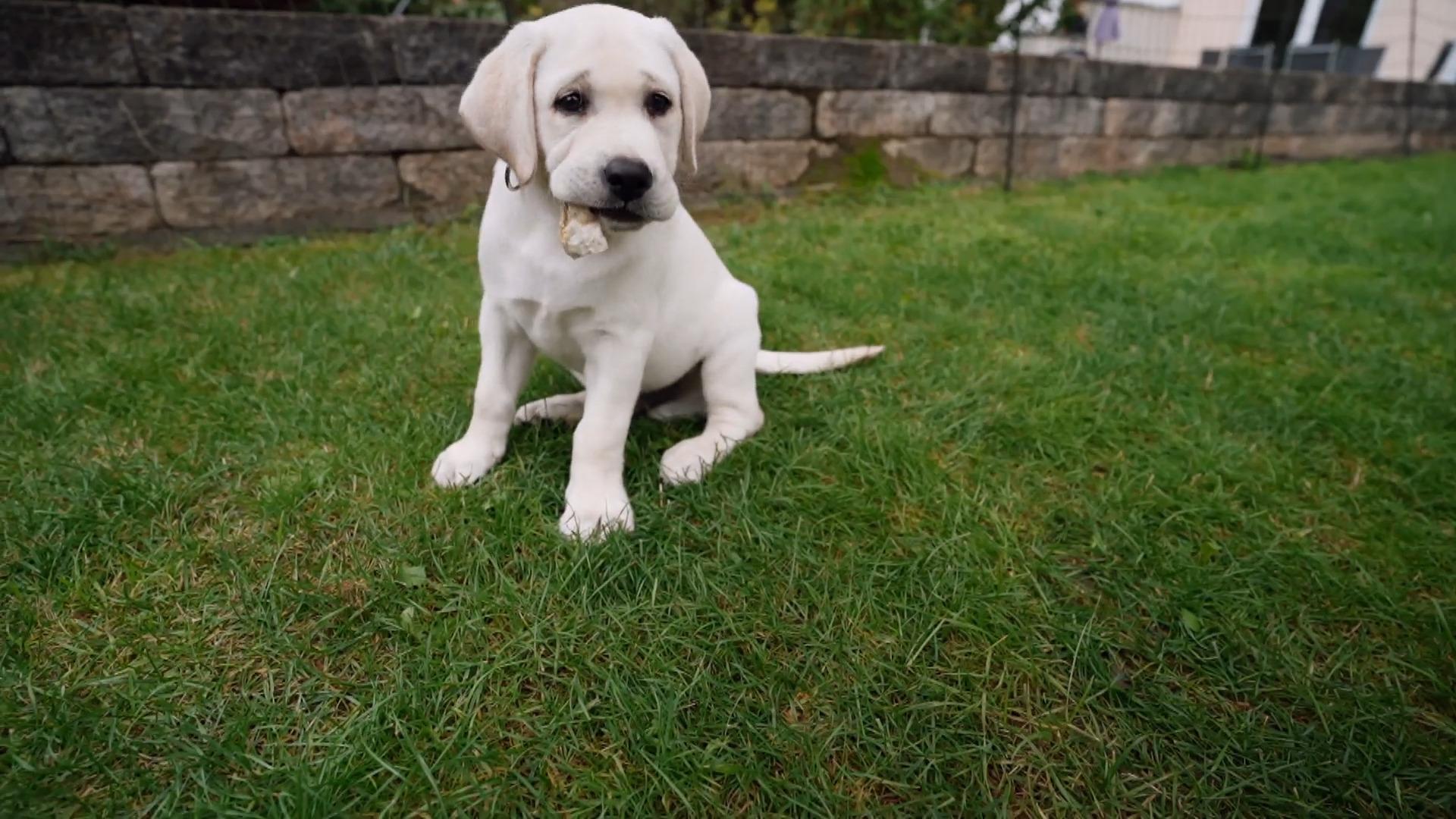 Labrador-Welpe Loki als Homeoffice-Kollege Welpenerziehung