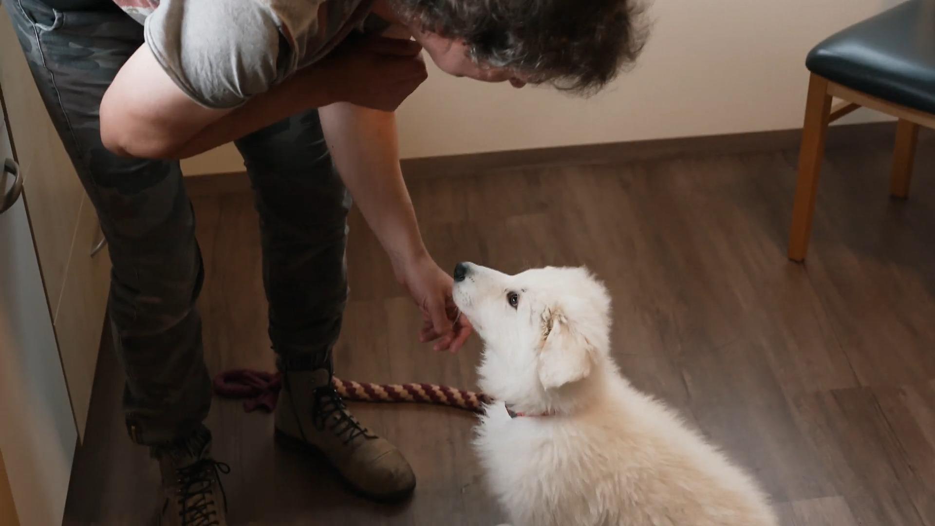 Ungeduldig: Hat Falko das Potential zum Blindenführhund? Zwei Jahre Ausbildung
