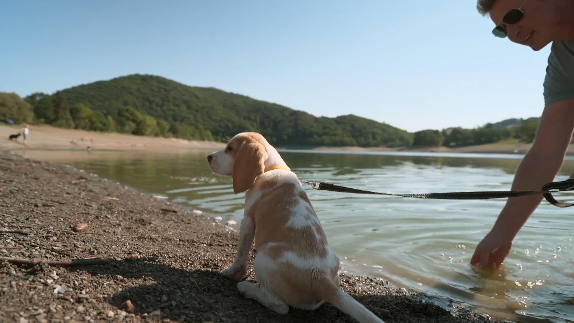 Erster Badetag für Beagle-Mädchen Summer Verunsichert