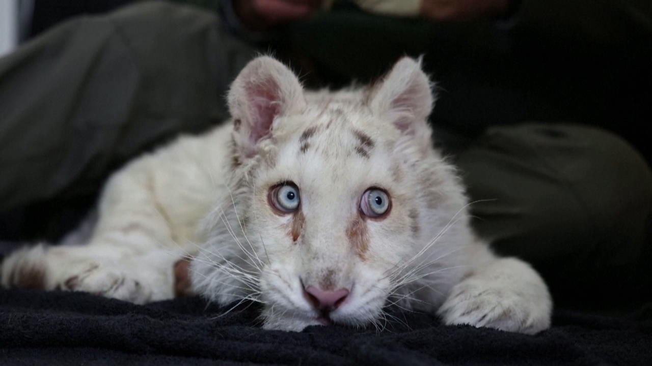 Tiger-Welpe weggeworfen wie Müll Tierpfleger sind geschockt