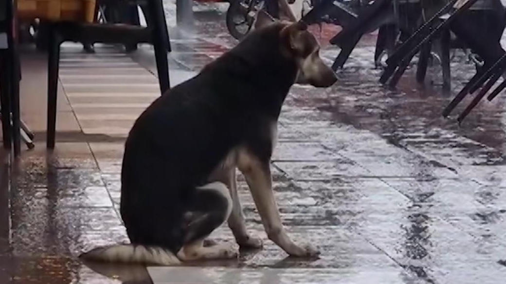 Hundin wartet tagelang im strömenden Regen auf Besitzerin Wiedervereint dank TikTok
