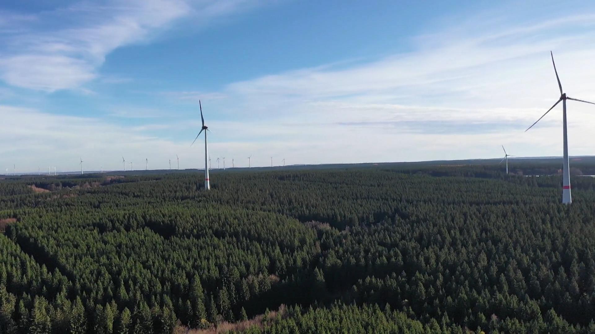 Waldzustand NRW Esche, Eiche, Fichte, Buche
