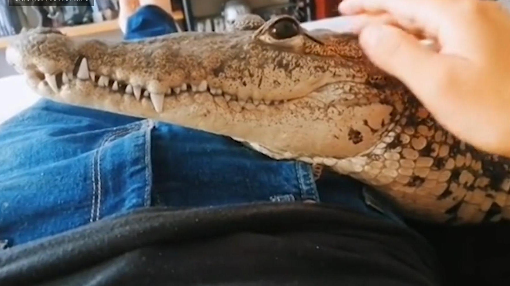 Mann hält XXL-Krokodil als Haustier „Sie schläft in meinem Bett"