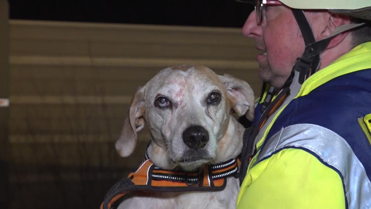 Drei Hunde kämpfen ums Überleben Schwerer Unfall auf der A8