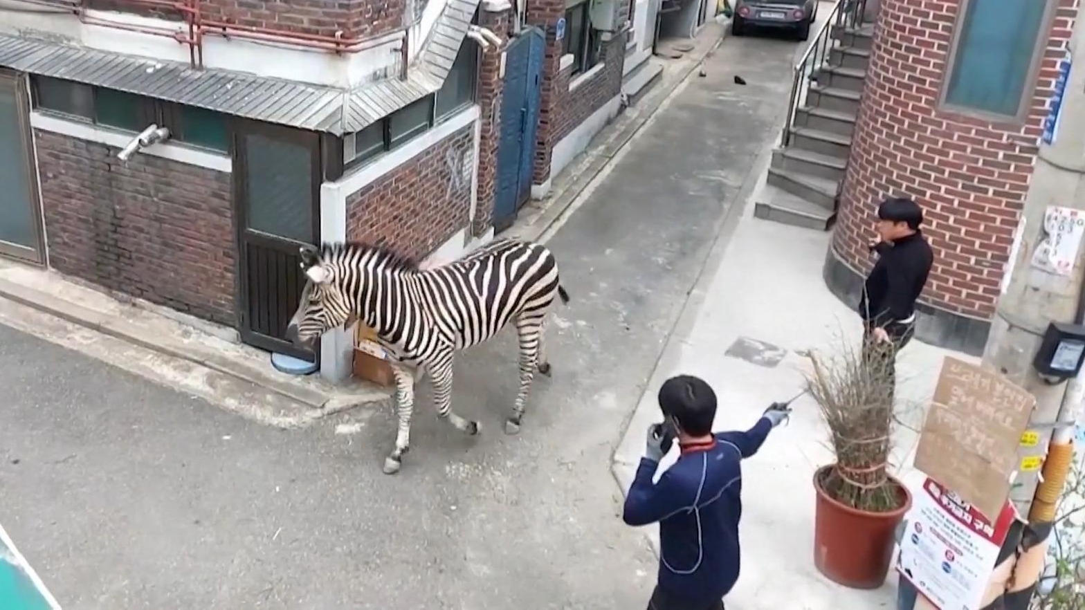 Ausgebrochenes Zebra irrt durch Seoul Wilde Spritztour!