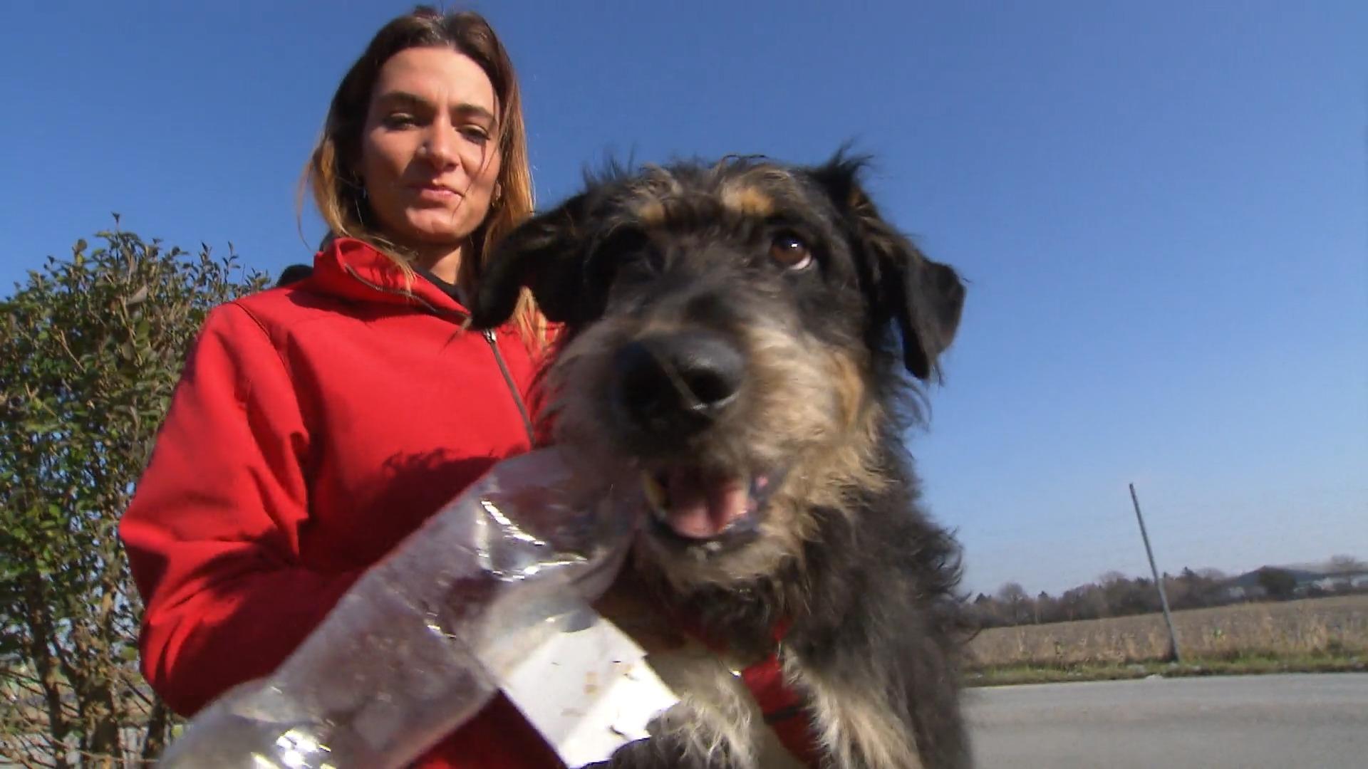 Hund mit Ordnungs-Tick: Horsti sucht ein neues Zuhause Tierisches Glück gesucht