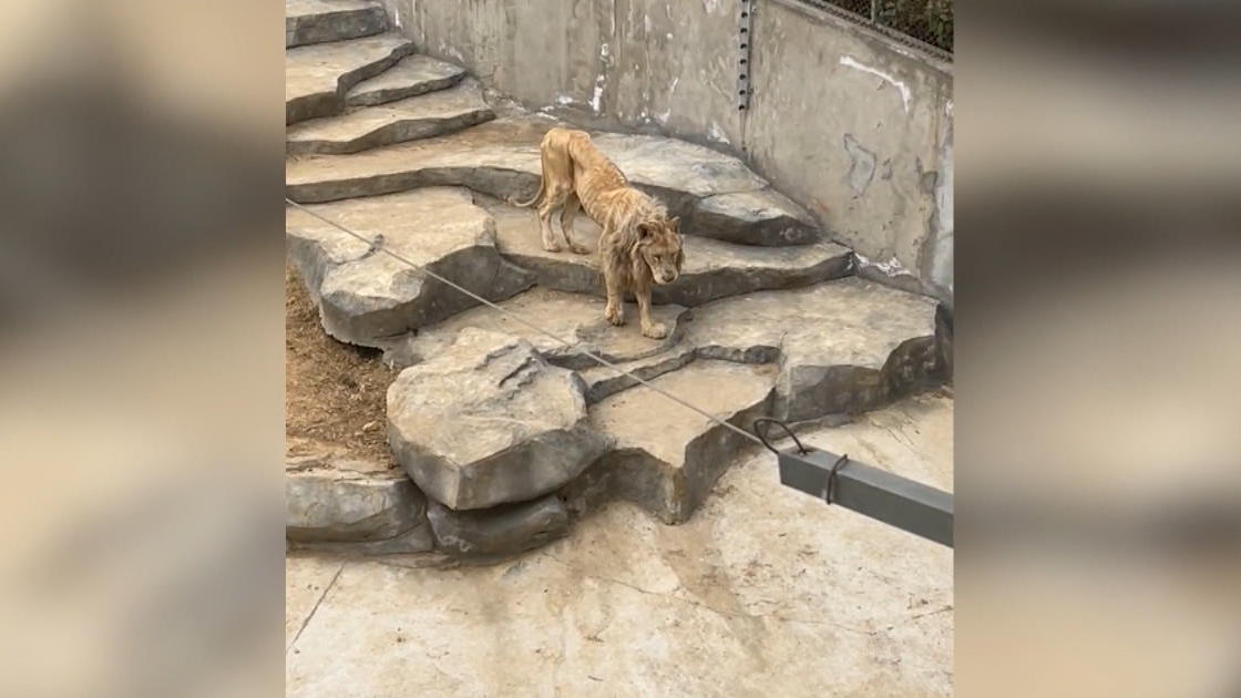 Löwe Ala ist nur noch Haut und Knochen Schockierende Bilder aus Zoo in China