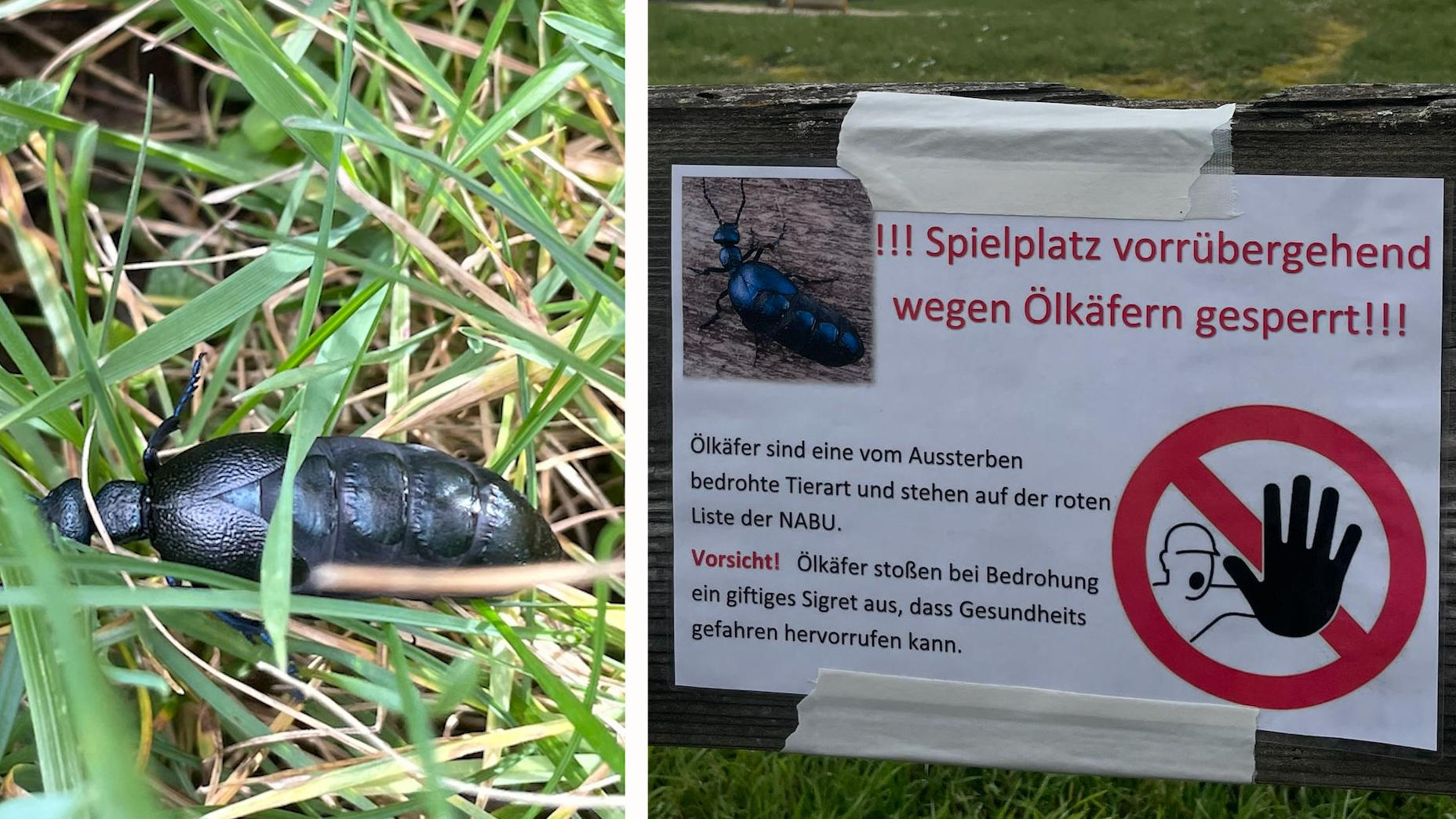 Achtung giftige Insekten! Ölkäfer legen Spielplatz in Hessen Käfer-Katastrophe