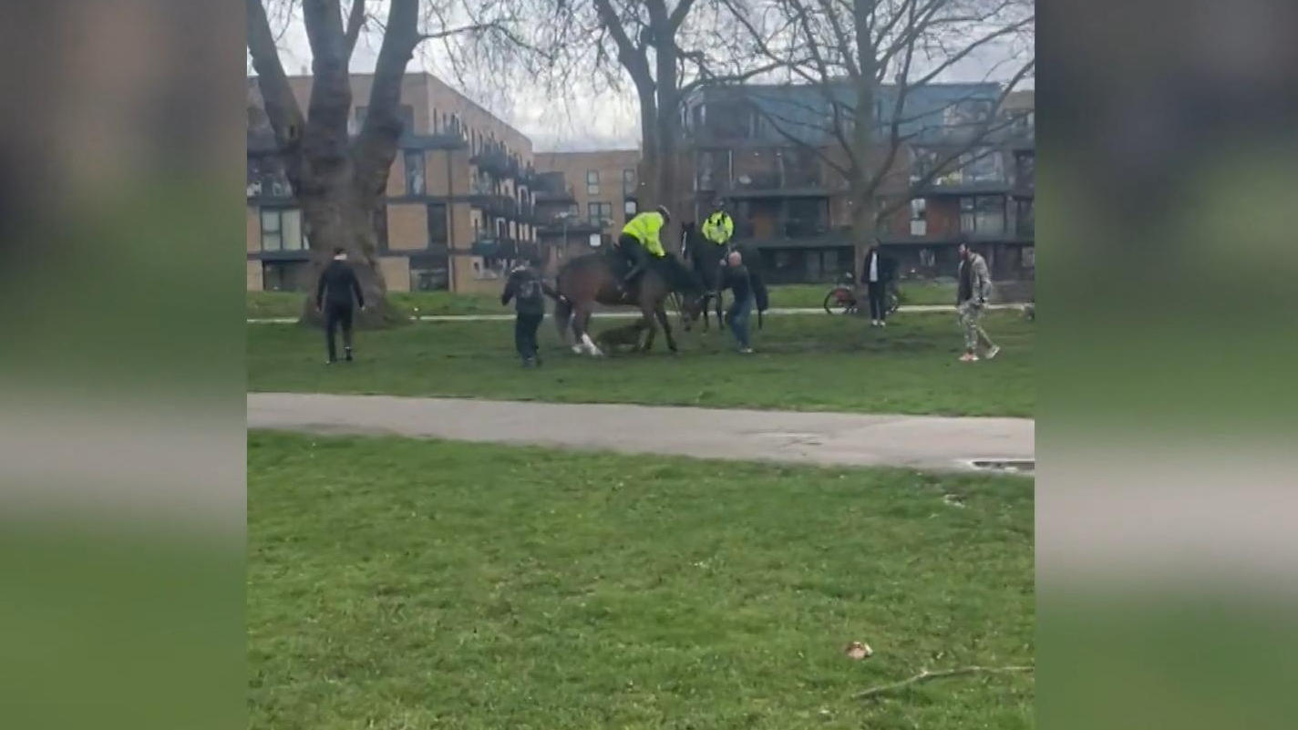 Hund verbeißt sich brutal in Polizeipferd Halter sieht nur zu!