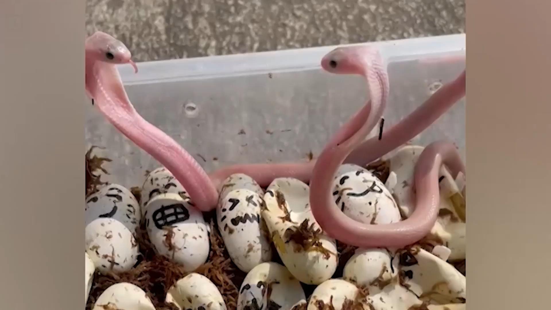 Diese Baby-Kobras können schon jetzt töten Süß, aber gefährlich!