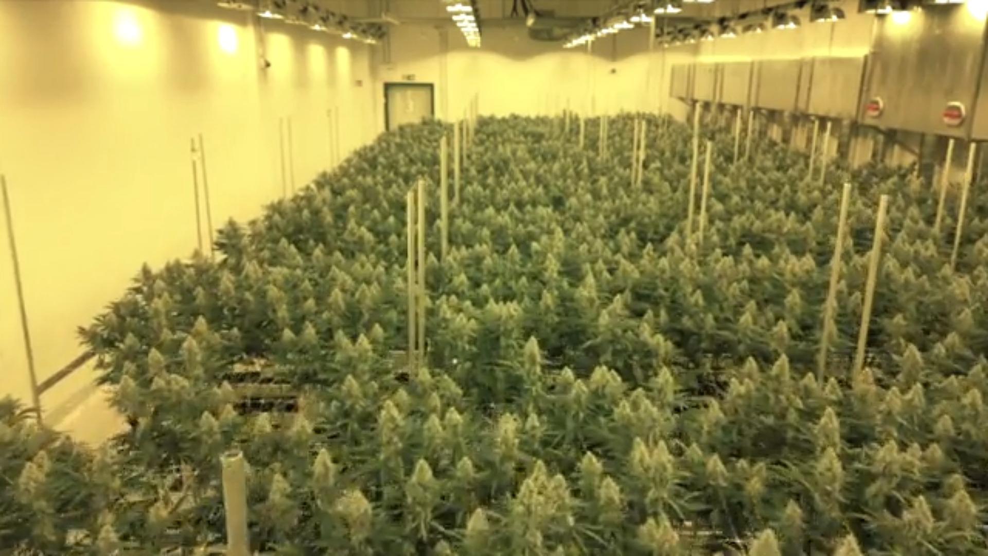 Hallen voller Gras: Die Industrie wappnet sich und hofft Cannabis-Legalisierung