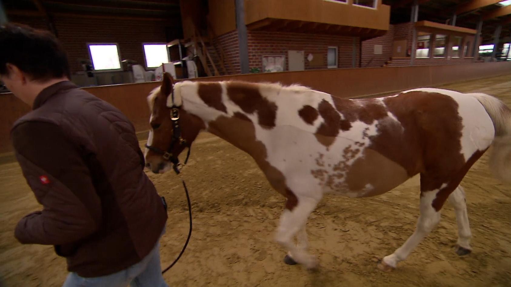 Akupunktur für Pferde Tierphysiotherapie