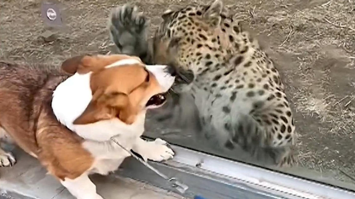 Frecher Corgi legt sich Leopard mit an! Hast Glück, dass da eine Scheibe ist!