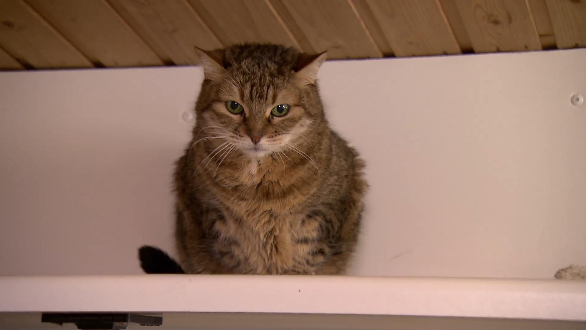 Katzendame Mabel sucht ein Zuhause "Tierisches Glück gesucht"