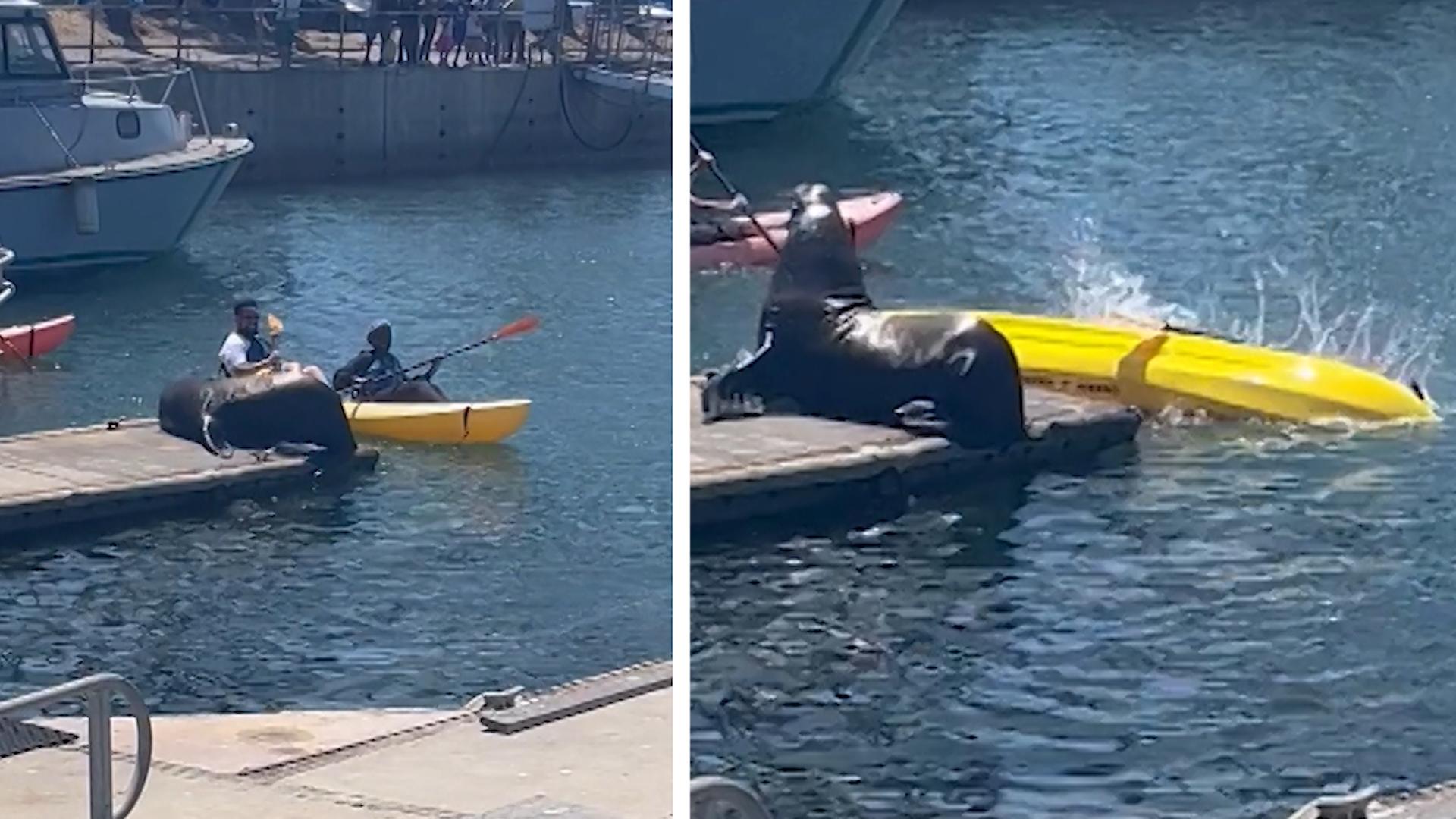 Seelöwe brüllt Kajakfahrer in die Flucht Da waren die Touristen wohl zu nah