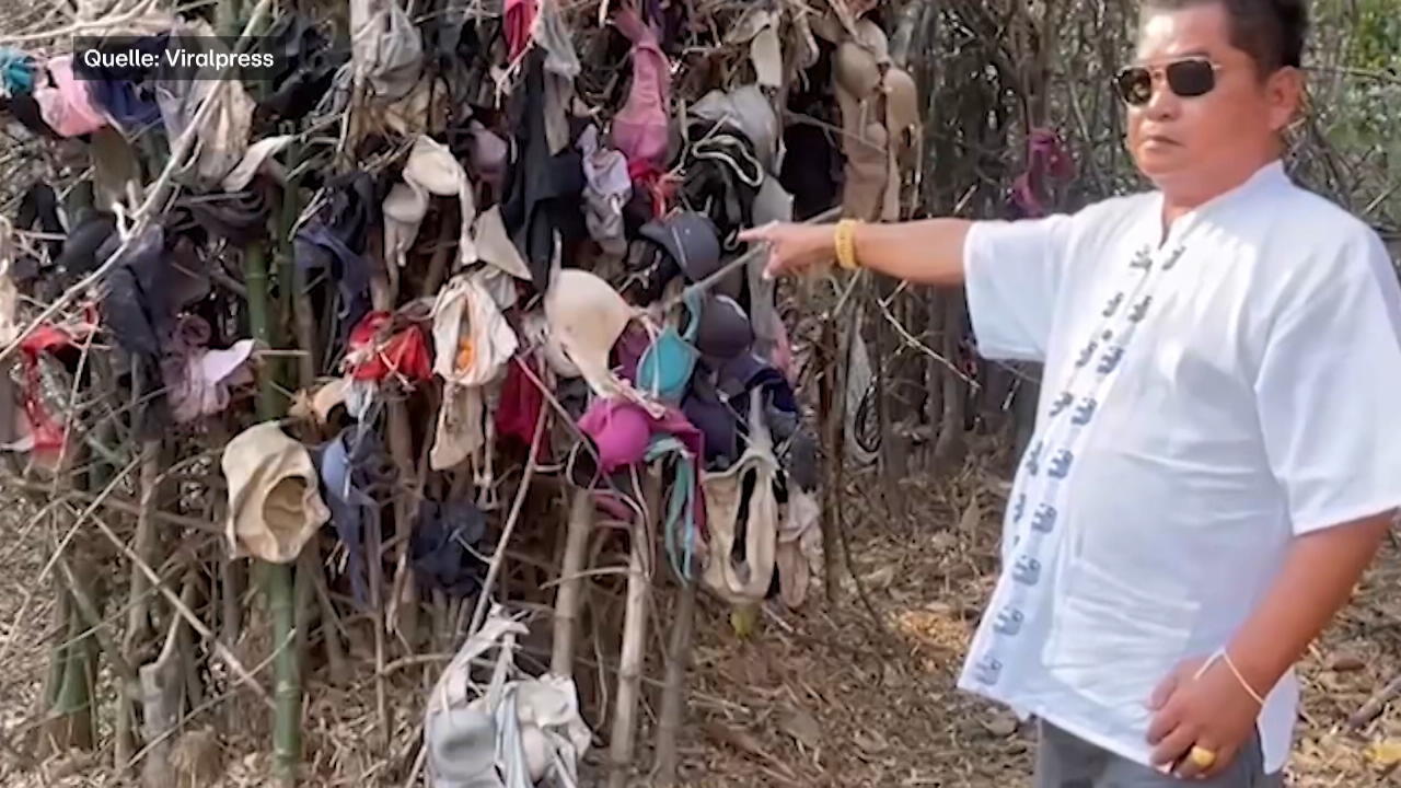 Perverser Unterwäsche-Dieb in Thailand gefasst Baum mit BHs behangen