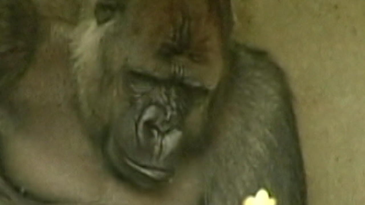 Gorilla Bokito stirbt an Herzversagen Zoo-Randale machte ihn berühmt