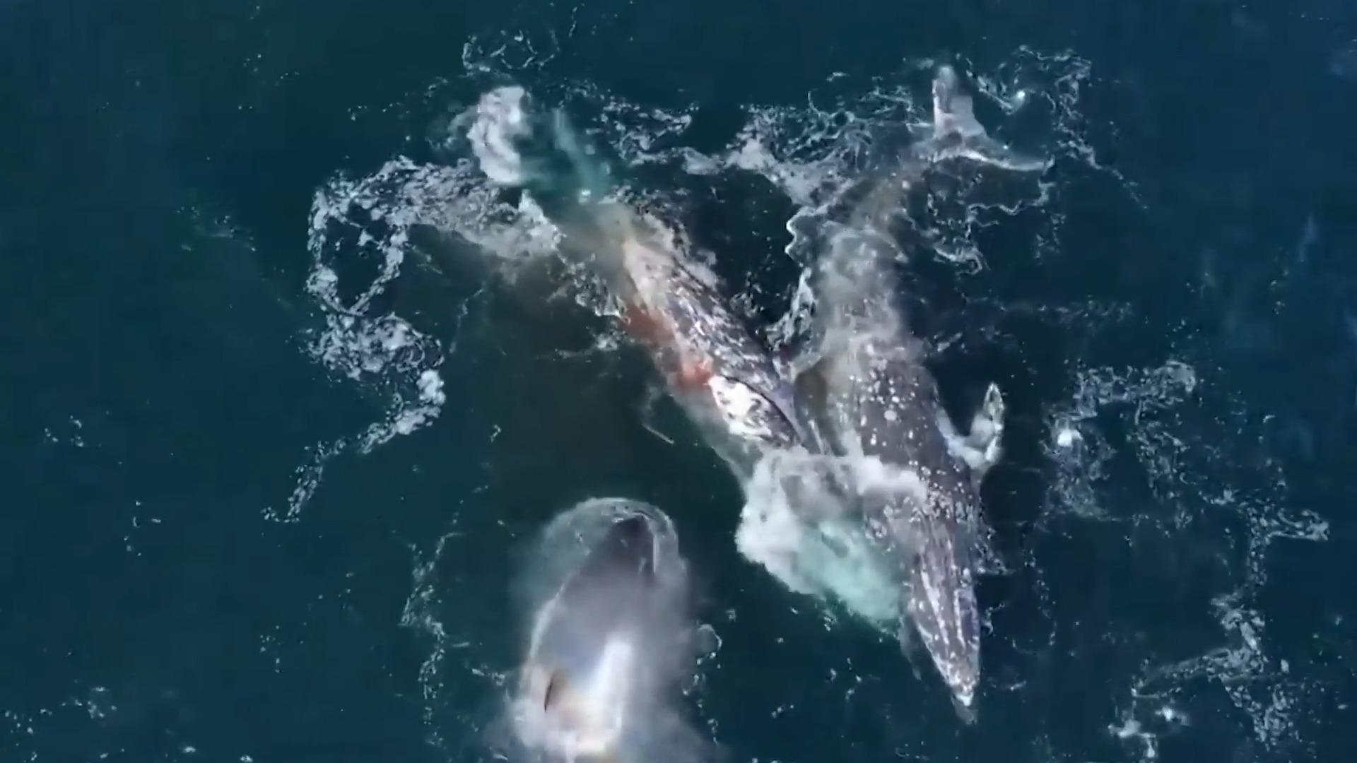 Dutzende Killer-Wale attackieren ausgewachsene Grauwale Walforscher stehen vor Rätsel