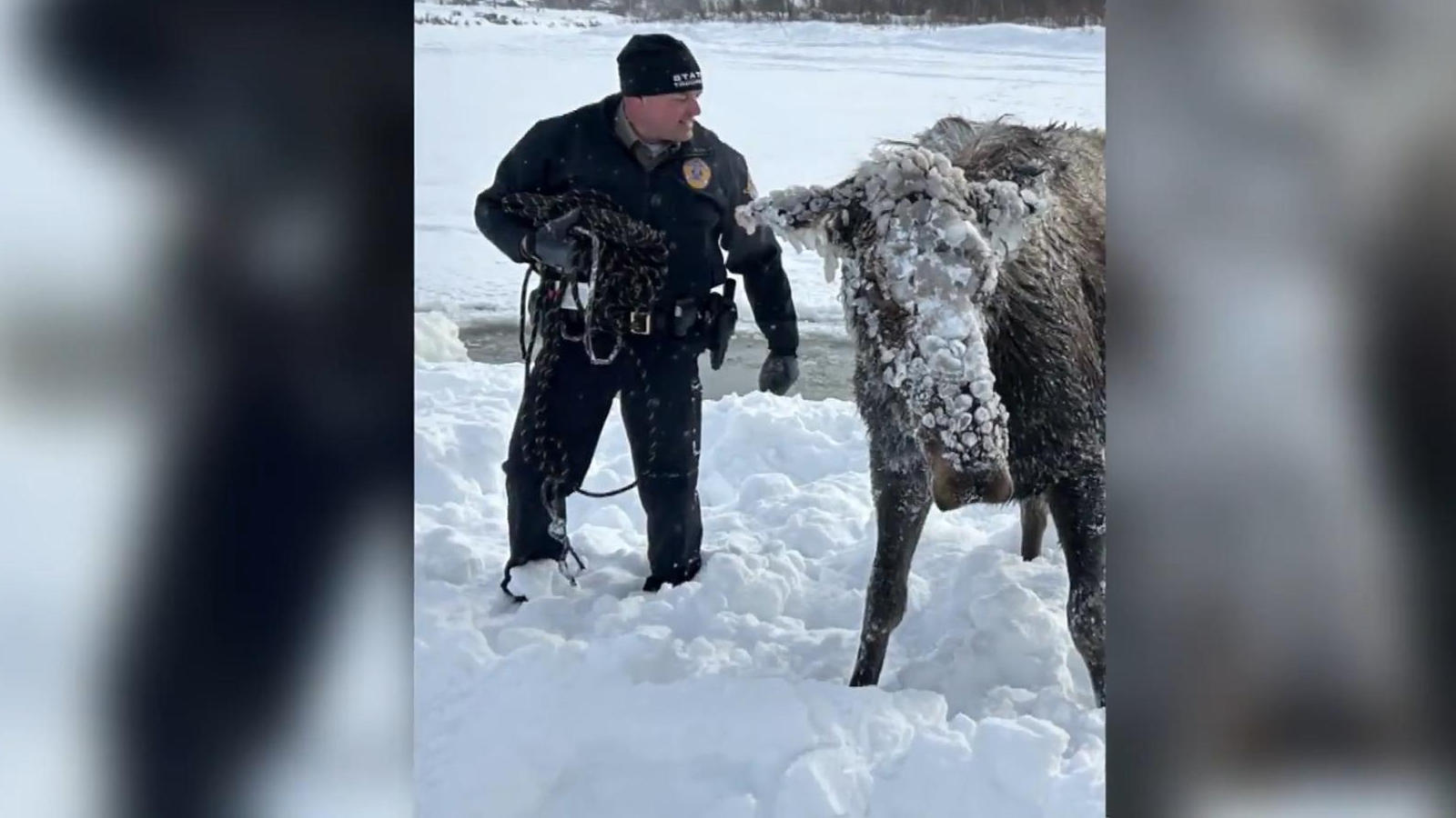 Aus dem Eis! Männer retten Elch aus zugefrorenen See Rettung vor dem Kältetod