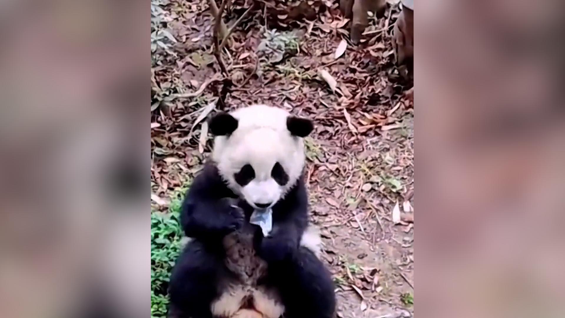 Junger Panda knabbert an weggeworfener Maske Tödlicher Müll
