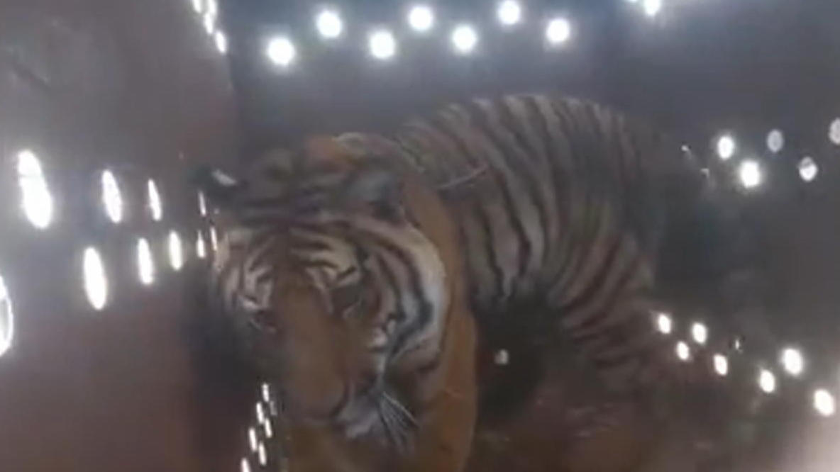 Drogenkartell lässt Tiger auf Pickup-Ladefläche zurück Nach Schießerei mit Polizei