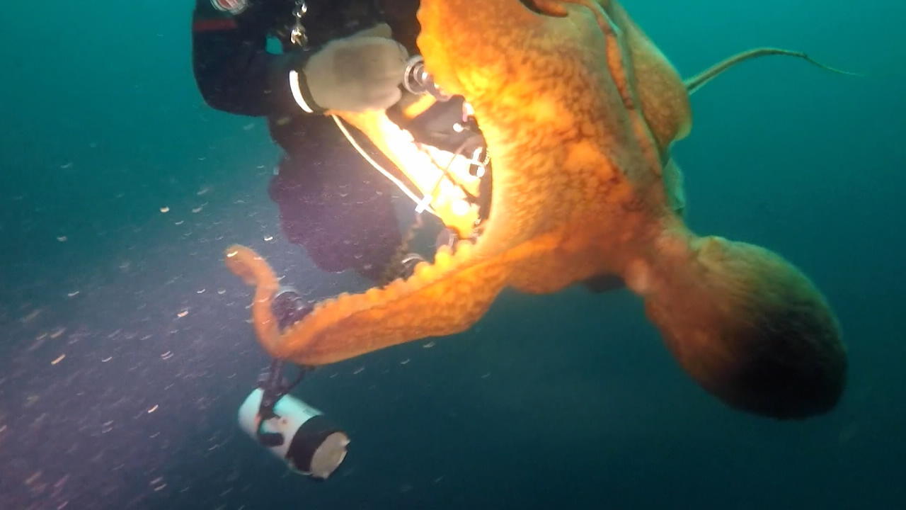 Riesen-Oktopus umklammert Taucher – doch der bleibt ruhig Inniger Moment oder einfach gruselig?!