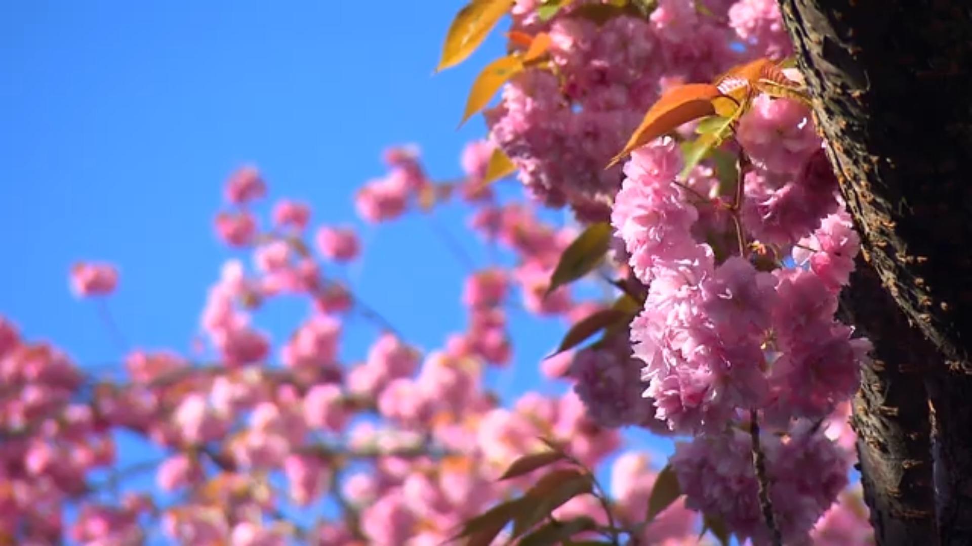 Traum für Touristen Kirschblüten