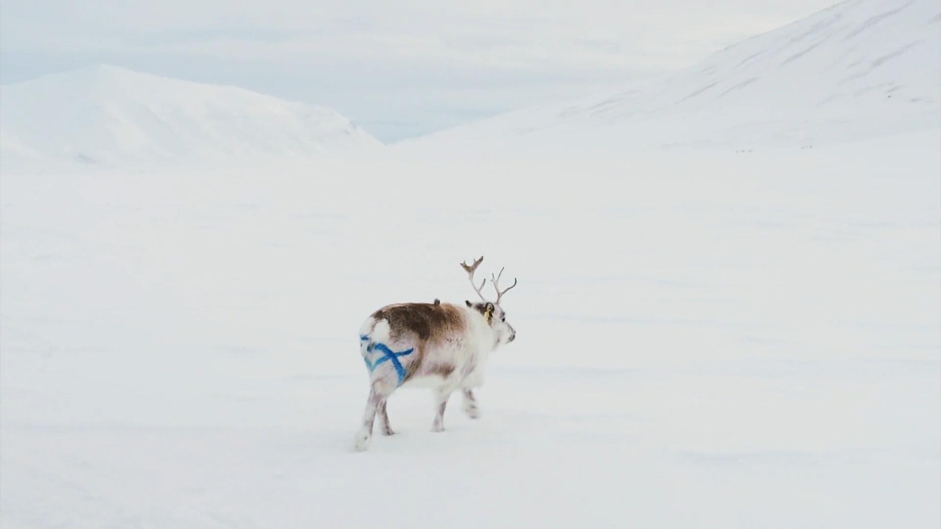 Rentierforscherin auf Spitzbergen Rentier, Klimawandel