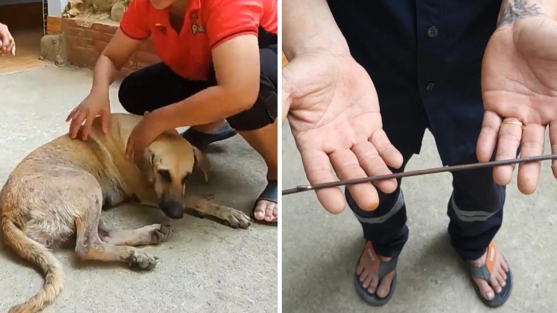 Mit Harpunen beschossen! Tierschützer retten verletzte Hunde Gezielter Angriff auf zwei Straßenhunde