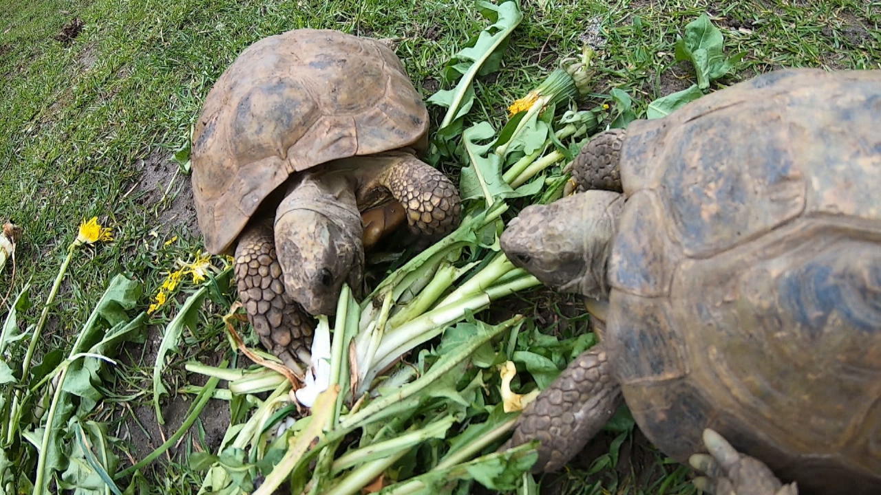 Schildkrötenauffangstation im Pott Tiere zu vermitteln