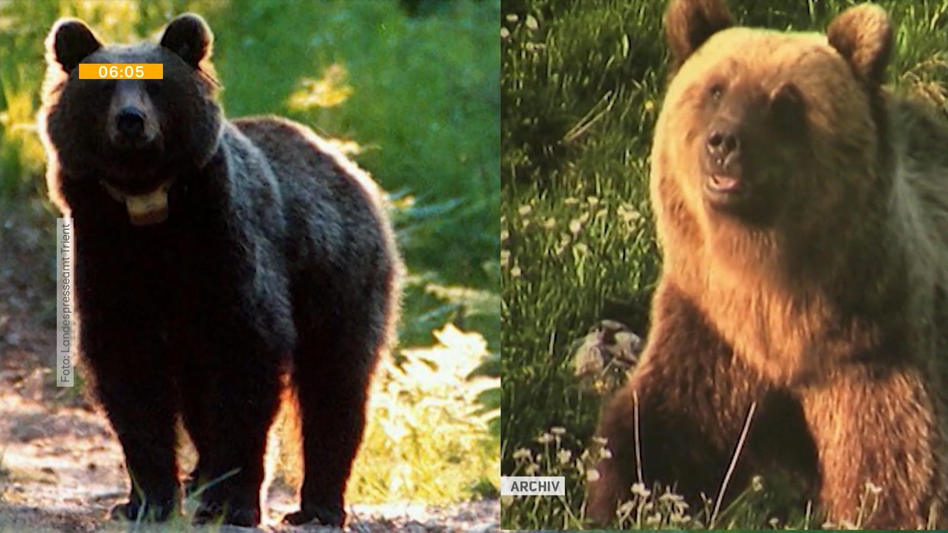 Tracce di orso sono state trovate in Baviera dopo che Jogger è stato ucciso