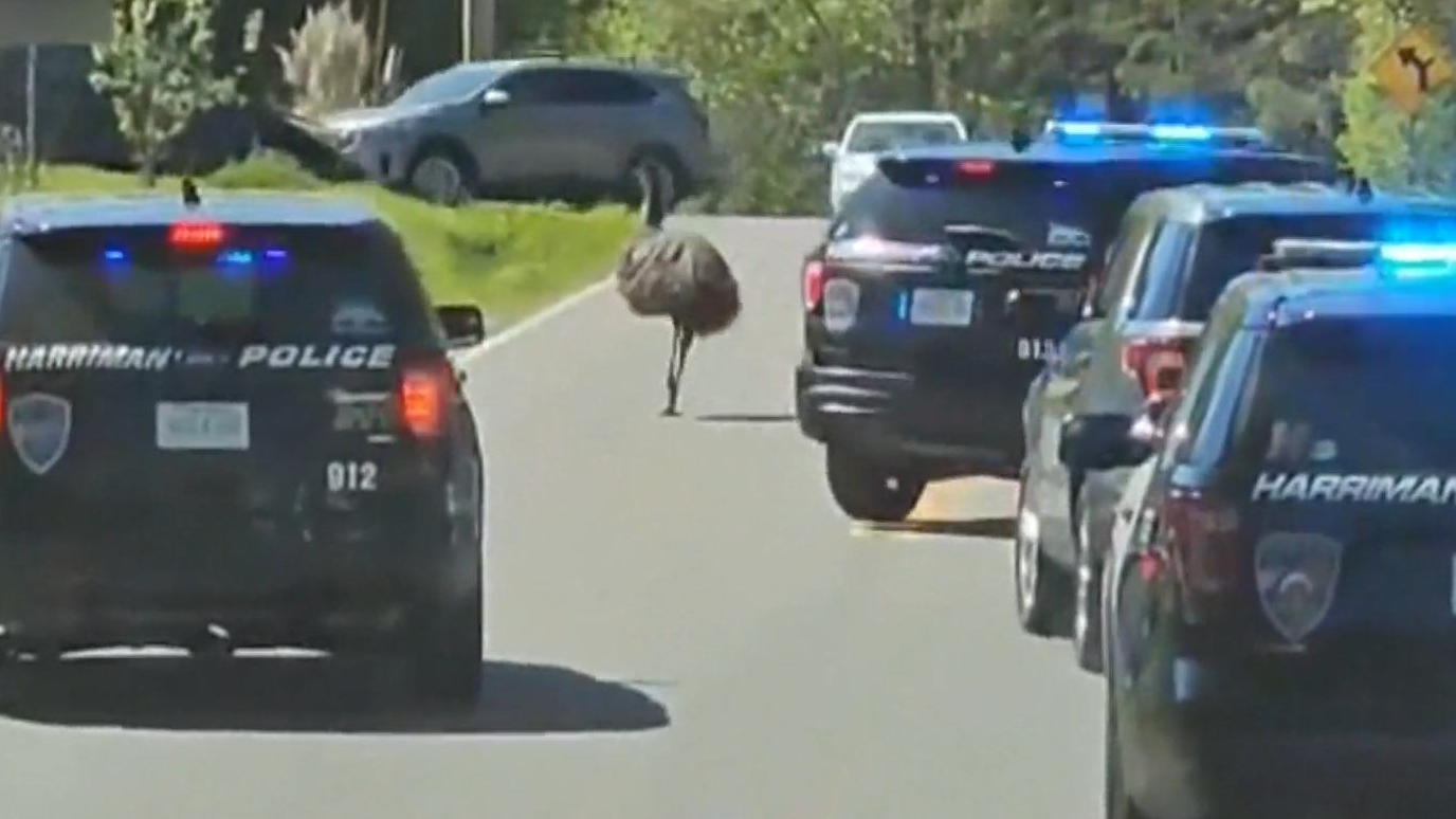 Ausgebüxter Emu liefert sich Verfolgungsjagd mit der Polizei Gefiederter Verkehrsrowdy!