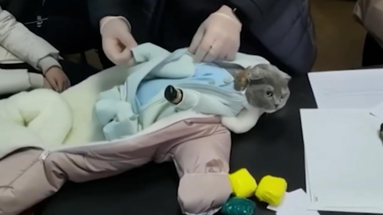Russin verkleidet Katze als Baby - um Drogen zu schmuggeln Milieu-Mieze gestoppt!