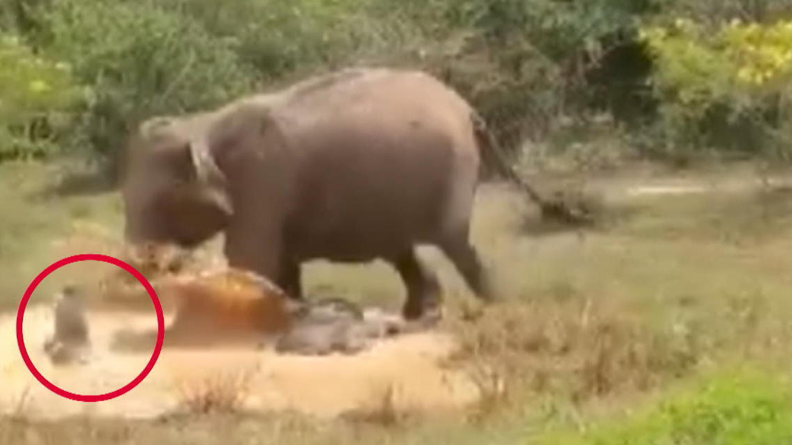Elefantenmama verteidigt Baby vor einem Krokodil Angriff im Wasserloch!