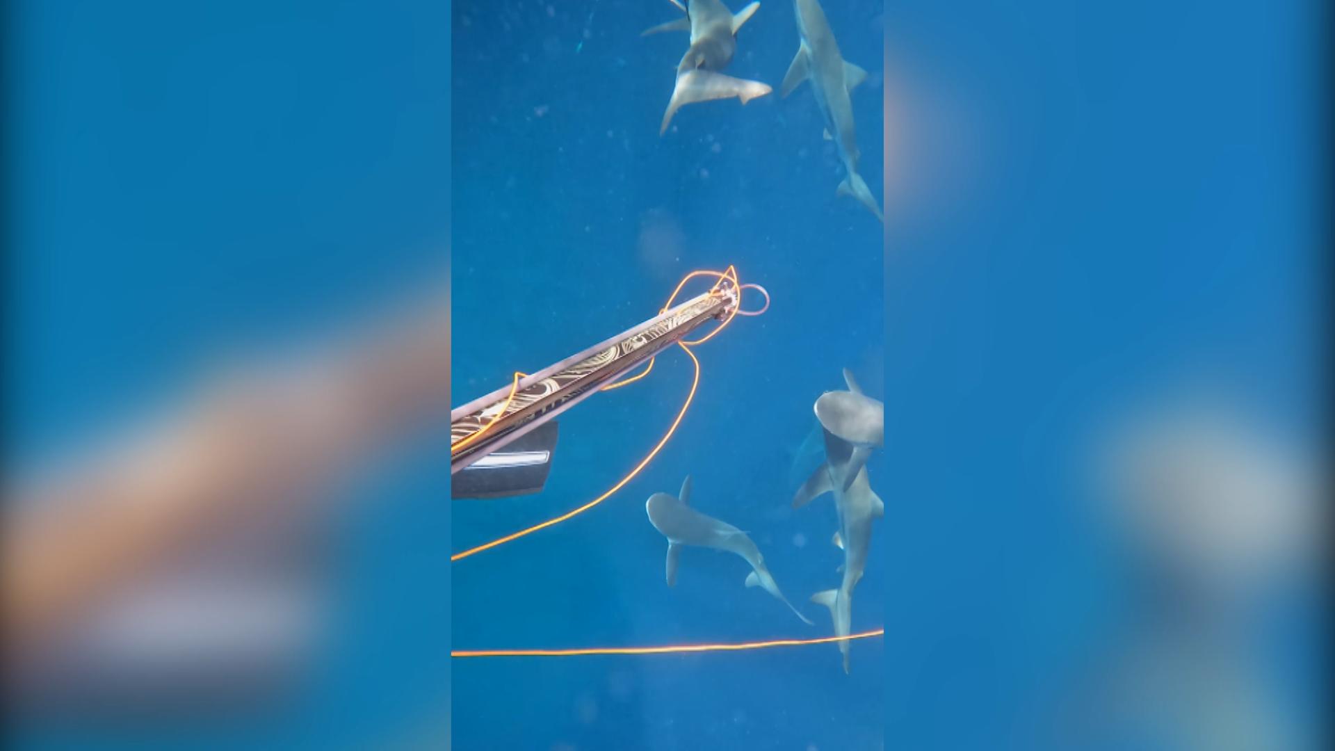 Plötzlich aus der Tiefe: Haie greifen Taucher an! Beim Speerfischen