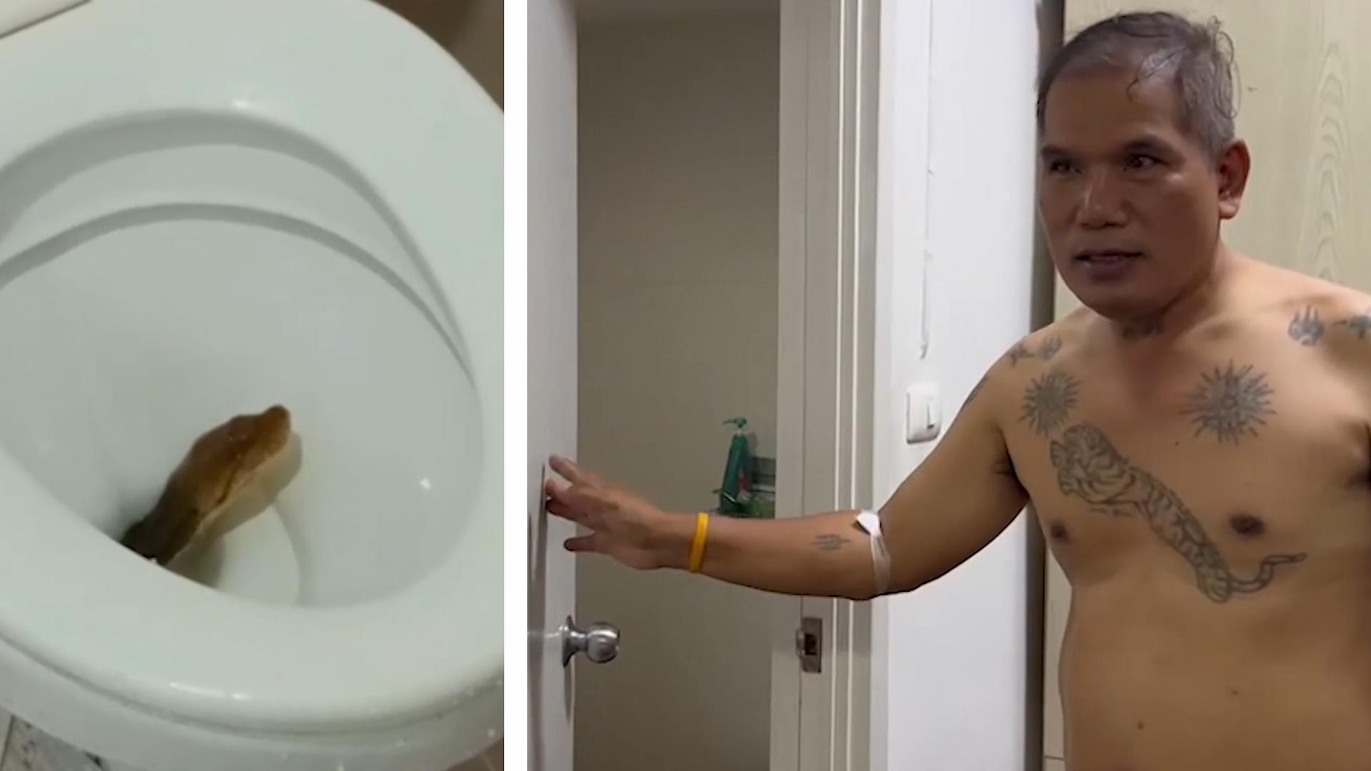 Python überrascht Mann beim Toilettengang In den Hintern gebissen!