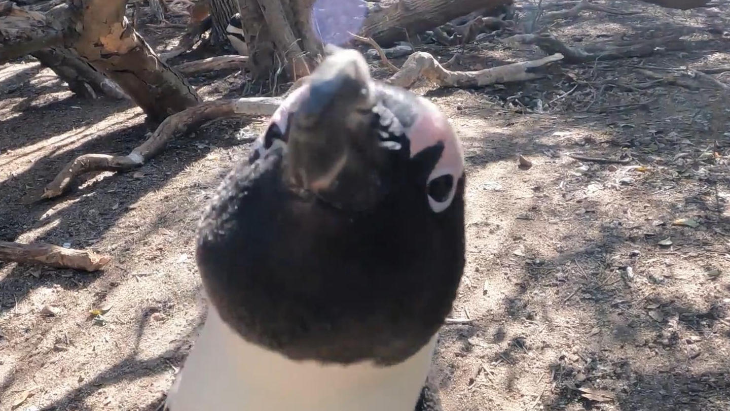Kleiner Pinguin hat keine Lust auf Videos Fiese Kamera-Attacke!