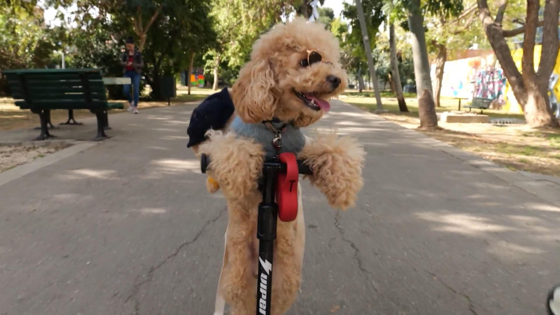 Hund auf dem Tretroller: Pudel cruist durch Tel Aviv Bitte wie cool ist der denn?!