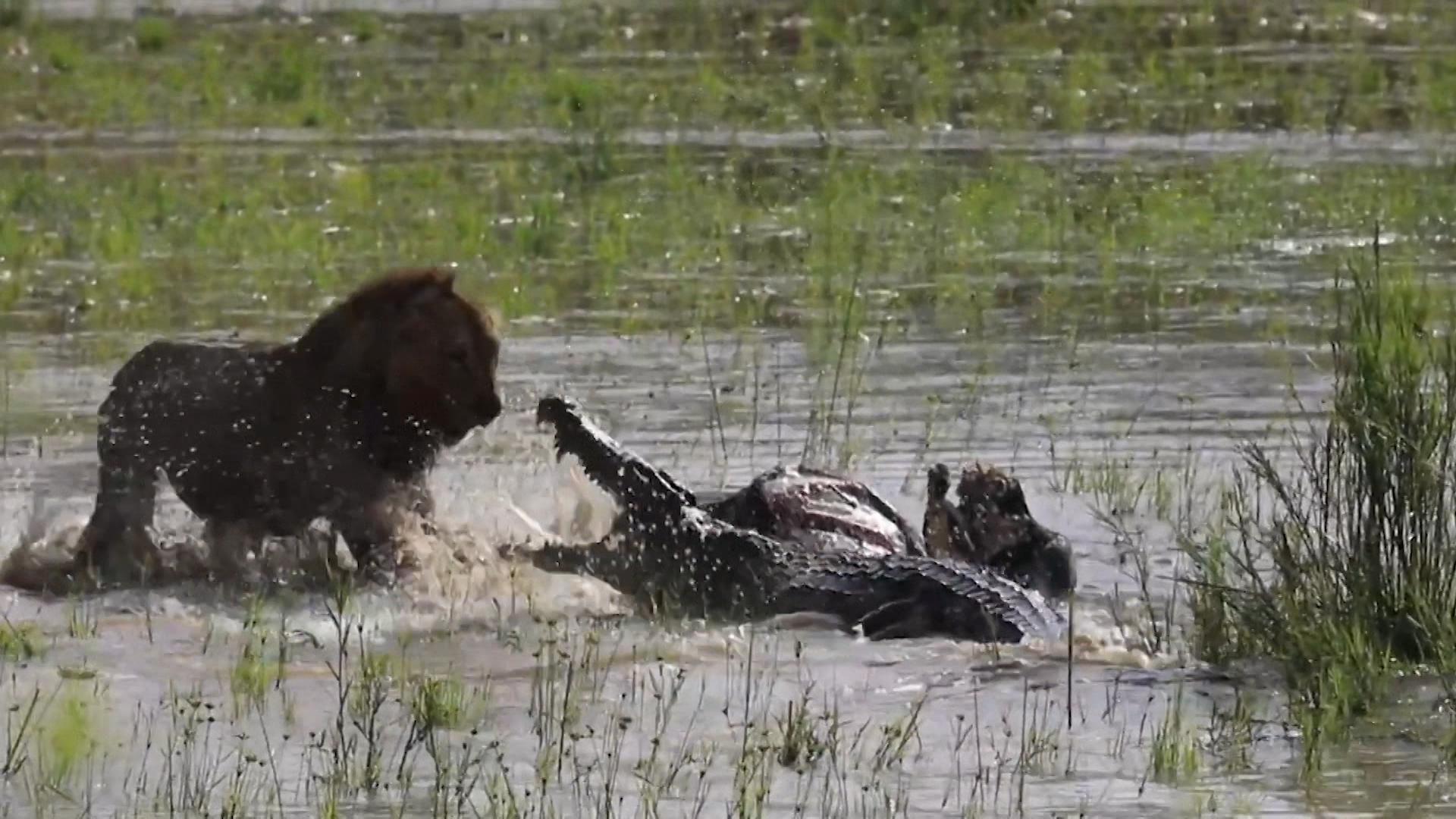 Löwe und Krokodil im unerbittlichen Zweikampf! Überlebenskampf am Flussufer: