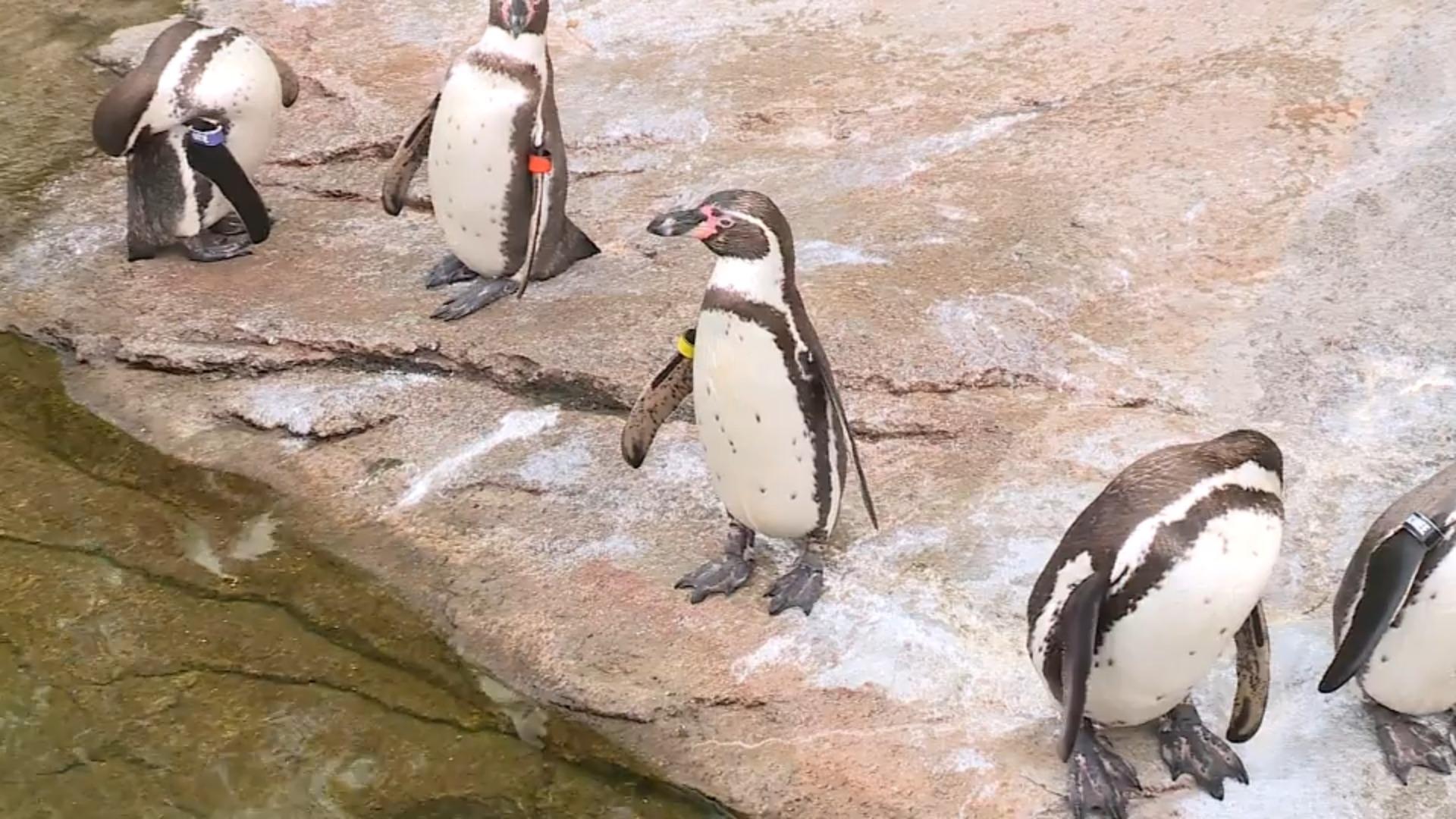 Happy End beim Pinguin-Pärchen Tibsy und Harry voll verliebt