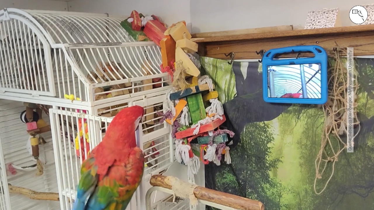 Papagei telefoniert mit seinen Freunden Gegen die Einsamkeit