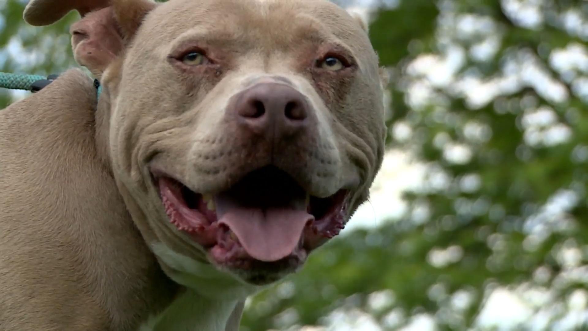 Pitbull Chief taucht 500 Kilometer entfernt wieder auf Happy End für vermissten Hund